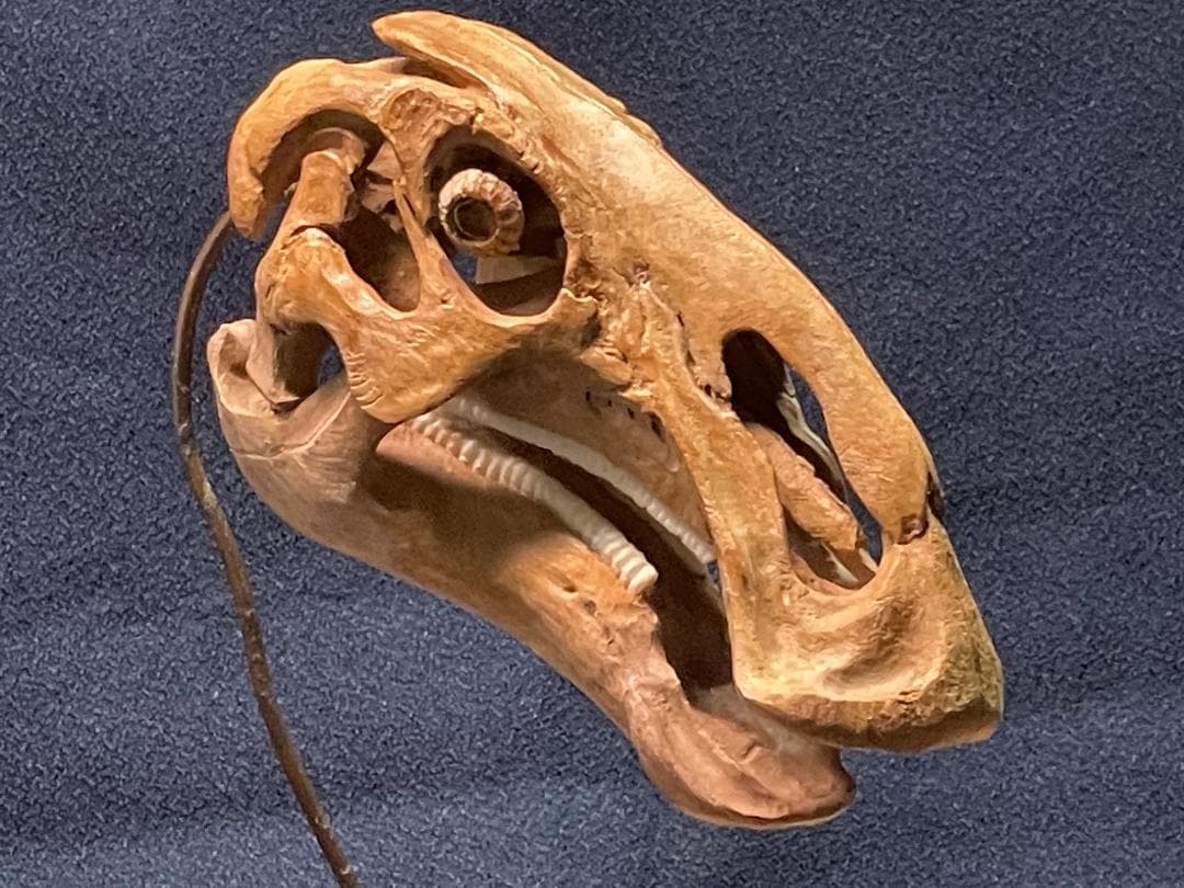 木彫　恐竜　ブラキロフォサウルス頭骨　１/10スケール