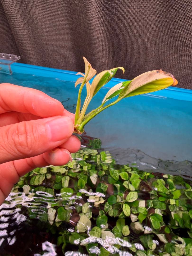 アヌピアス・バリエゲーテッド・キン(アヌビアスナナ 斑入りキング