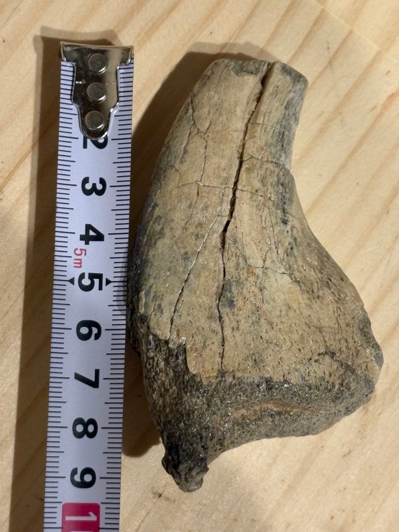 補修なし スコミムスのハンドクロウ 化石 恐竜