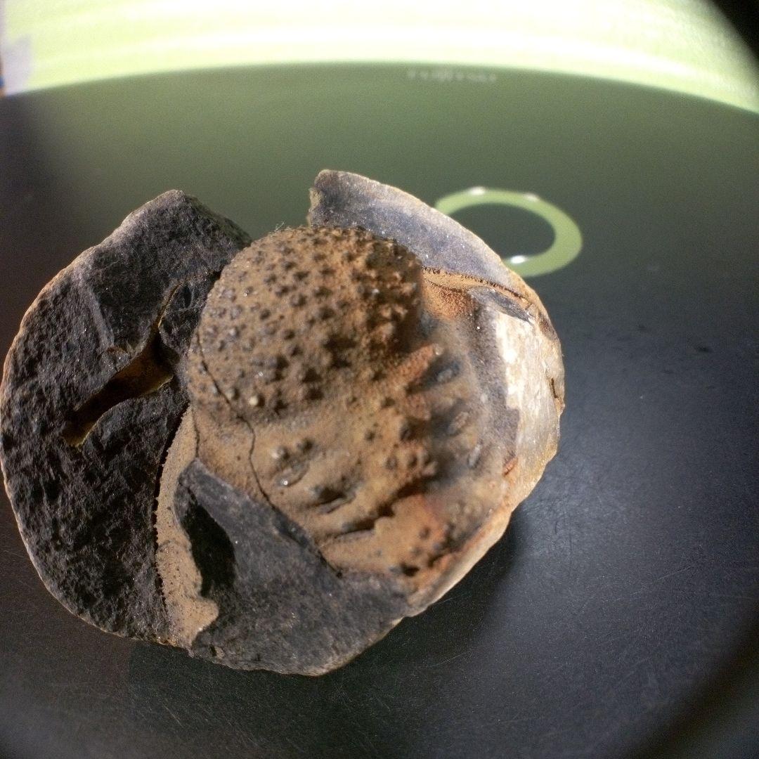 三葉虫　化石　fossil　海　ボリビア産　trilobite　ボリビア化石郡⑤ 三葉虫 化石 fossil 海 ボリビア産 trilobite ボリビア化石郡⑩