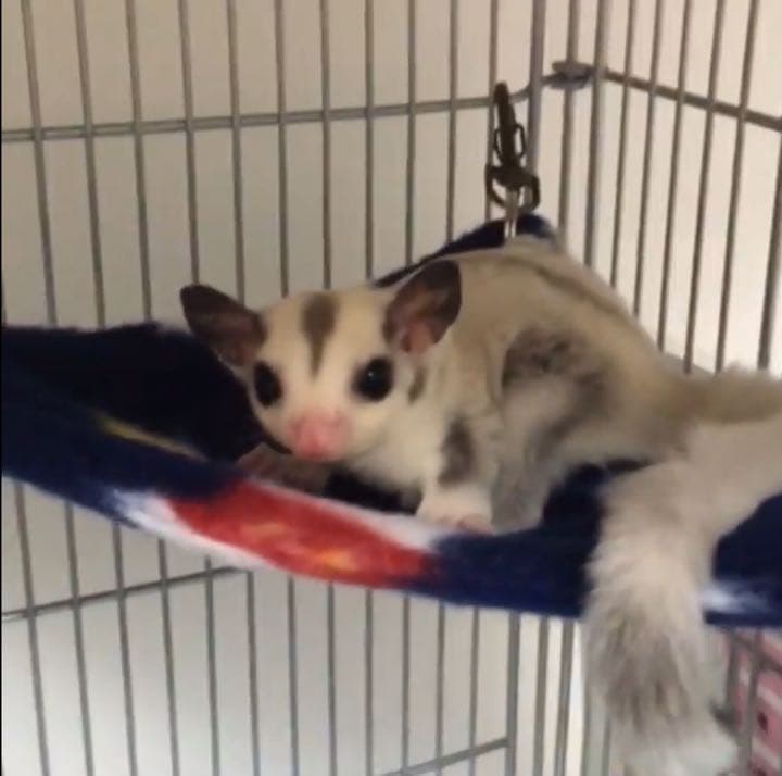 三角コーナーハンモック（迷彩柄） 春・秋仕様 2枚組