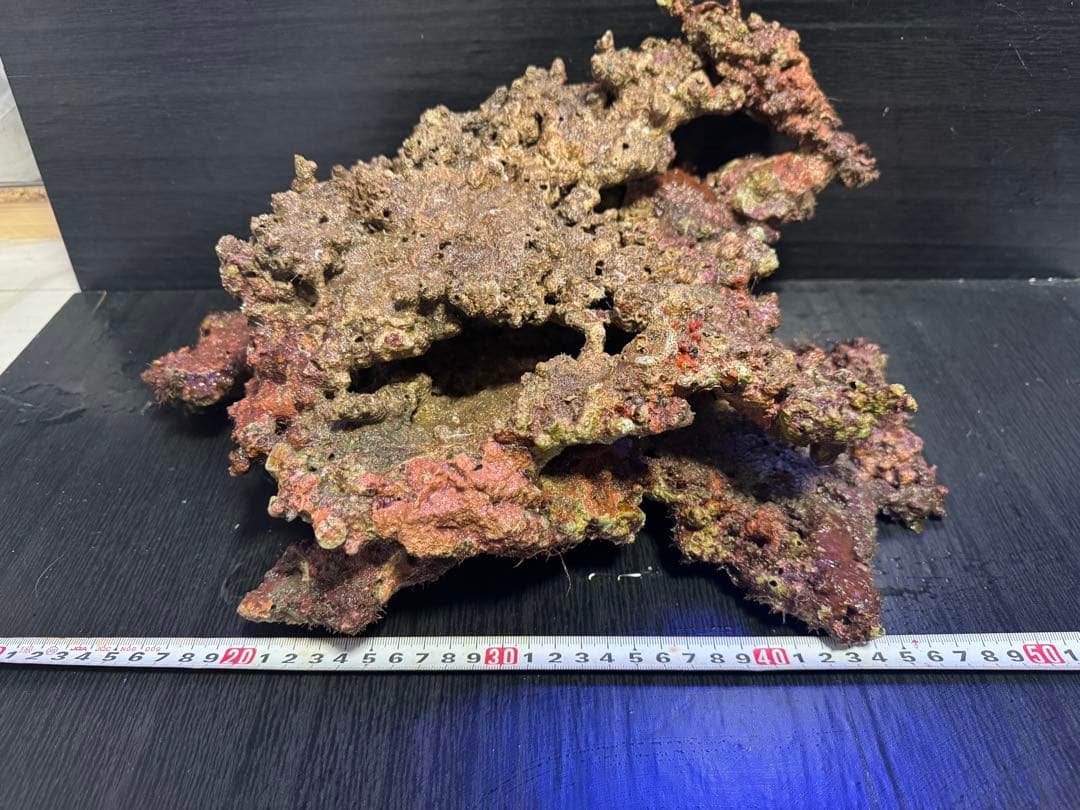 天然ライブロック 1個