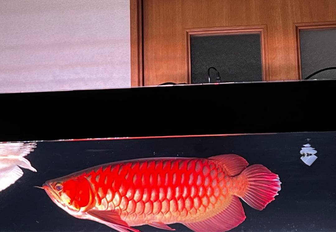 アロワナ マインライト 水槽 アロワナライト,紅龍用ライト