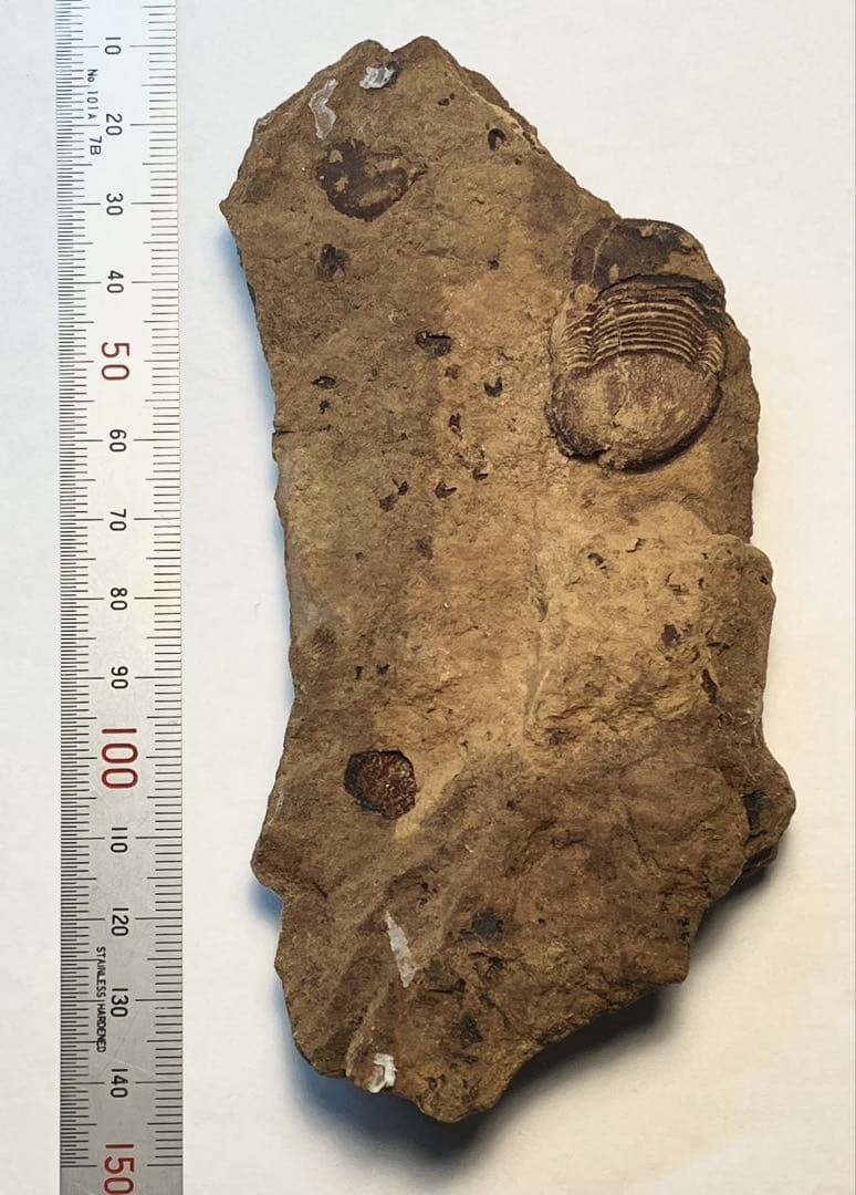 三葉虫 化石 Meitanillaenus