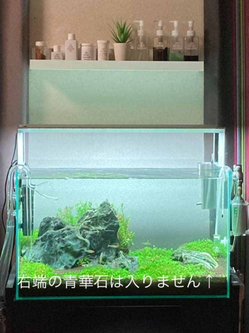 ADA 龍王石 親石サイズ 8月7日 ADA龍王石 特寸サイズ