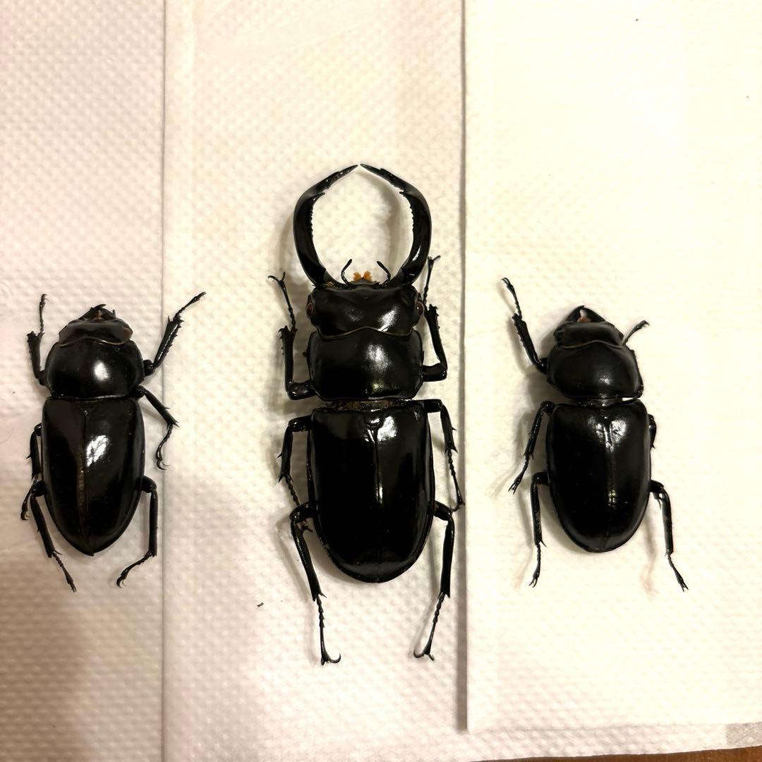 中型ドイツ箱 2個 展翅テープ・殺虫瓶・三角紙 追加あり(6/16) 昆虫