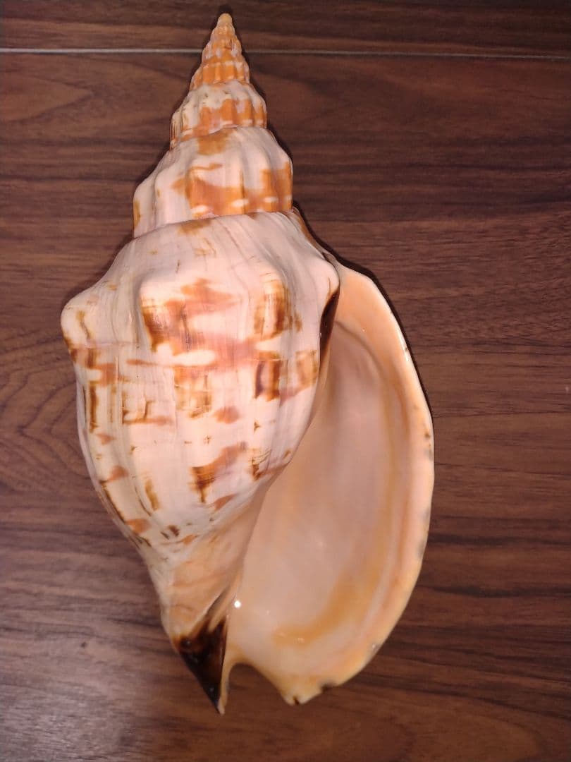 オマツリボラ　特大個体 Amazon.co.jp: ゼクス（Z/X） オリジナルXIII Type.IV “Pr07Ve”（レア