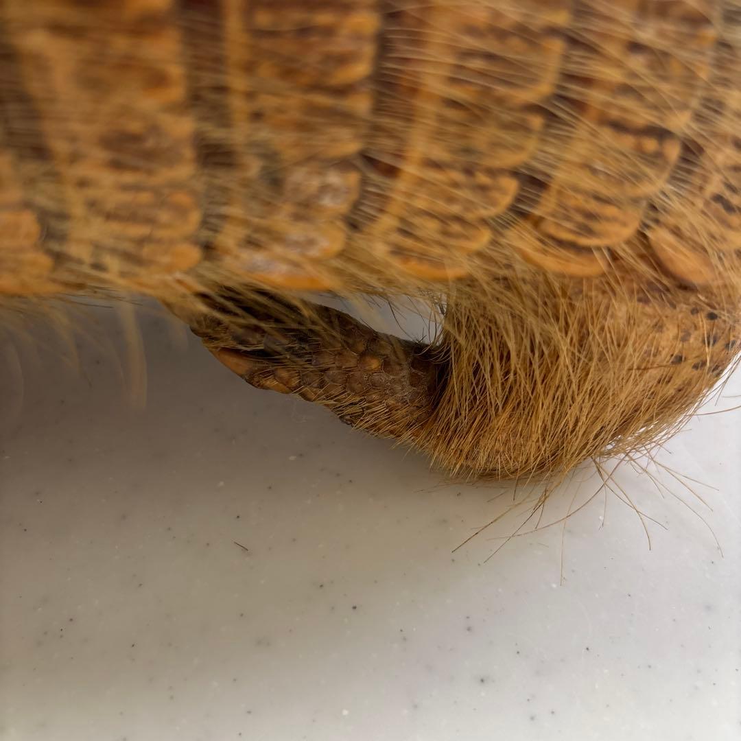 アルマジロ剥製