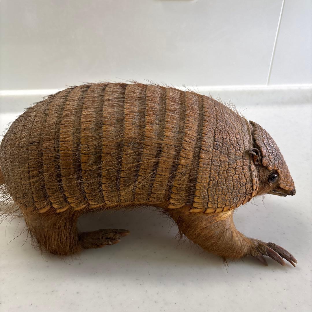 アルマジロ剥製