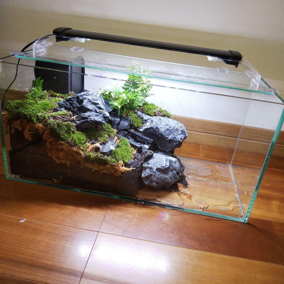 苔テラリウム、イモリウム