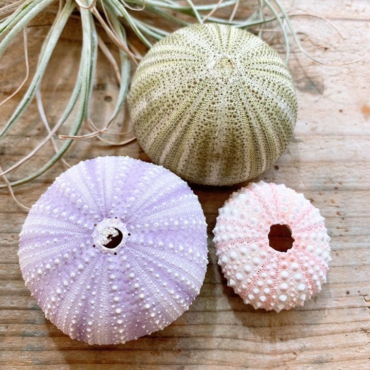 シーウーチン＊3種類セット(A-13)＊ウニの殻＊骨格標本 - メルカリ