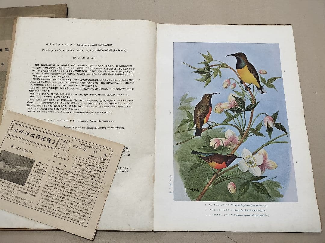 大東亜鳥類図譜 有光社 平凡社 4輯 昭19