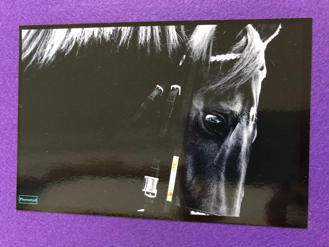 【競馬】かつての名馬たち　額入り