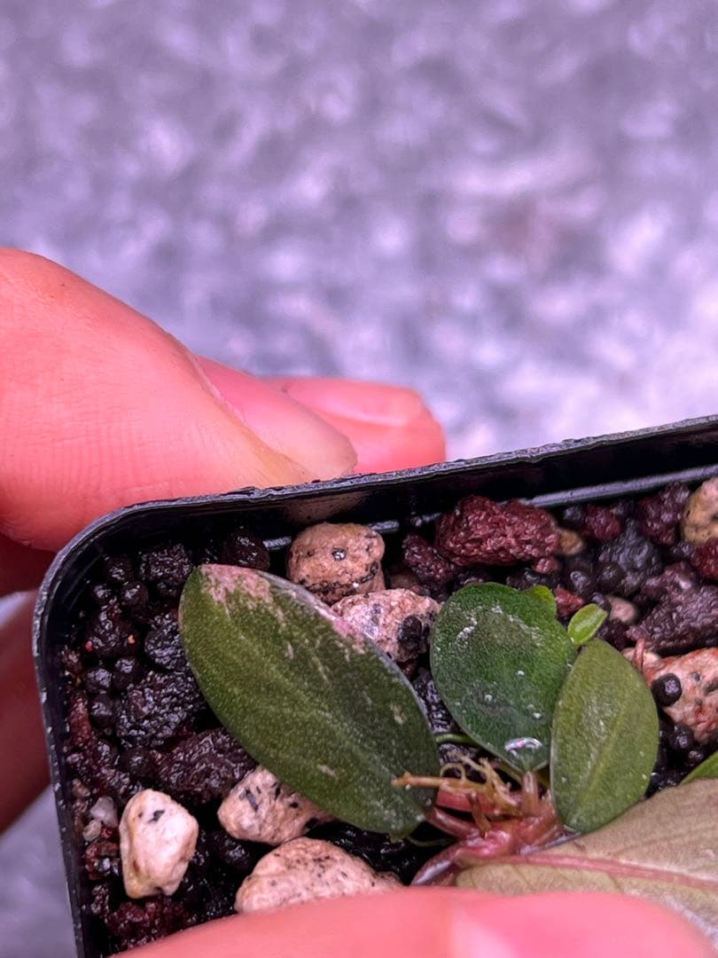 Bucephalandra sp. Mahakam VarPink - メルカリ