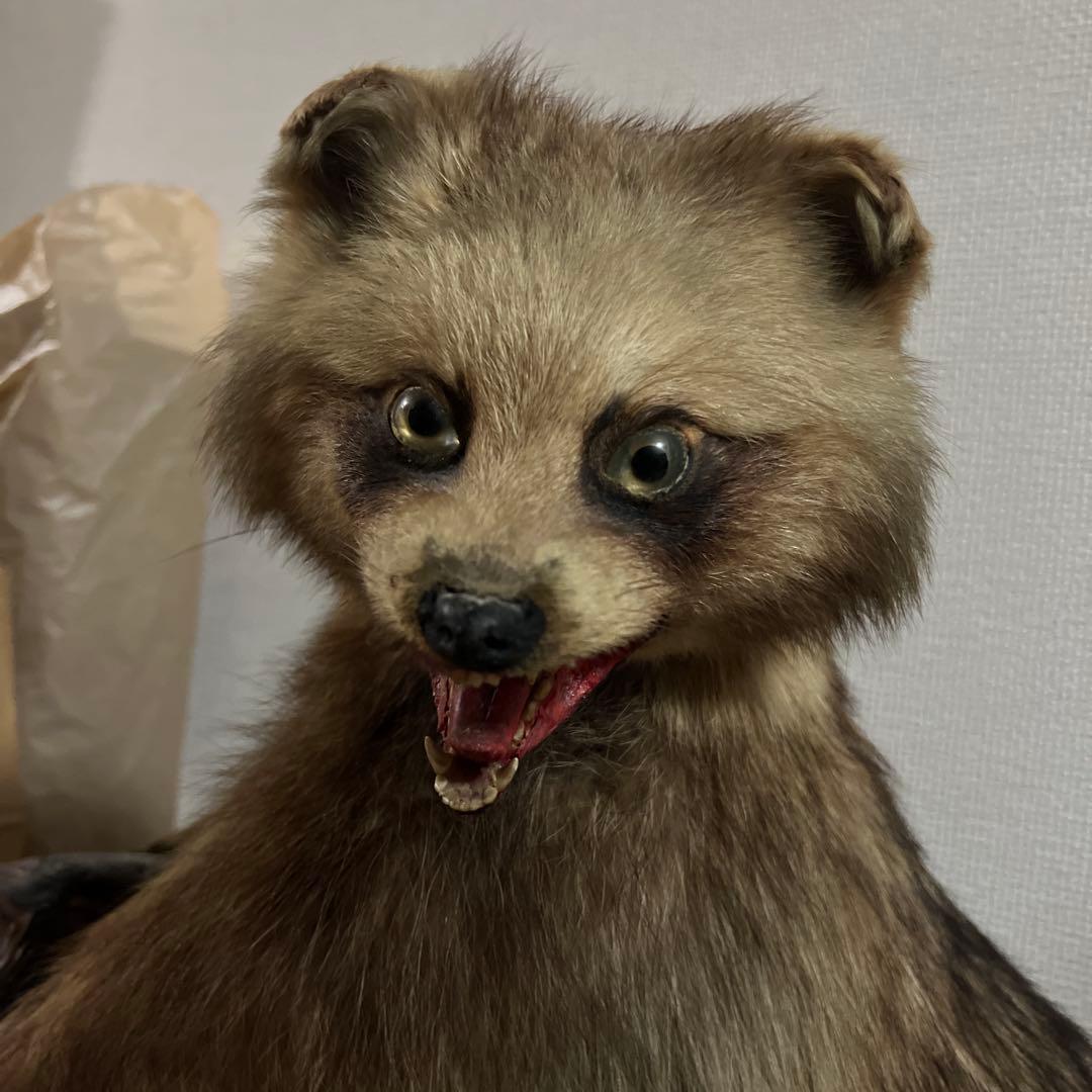 タヌキの剥製 木製台座付き