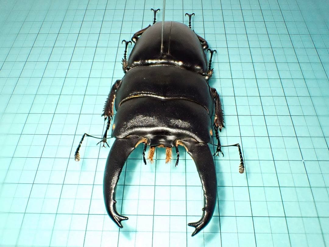 標本】アルキデスヒラタクワガタ 長歯型 スマトラ島産 96.1ミリ 野外品