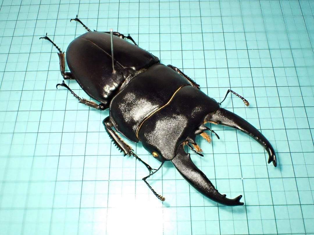 標本】アルキデスヒラタクワガタ 長歯型 スマトラ島産 96.1ミリ 野外品