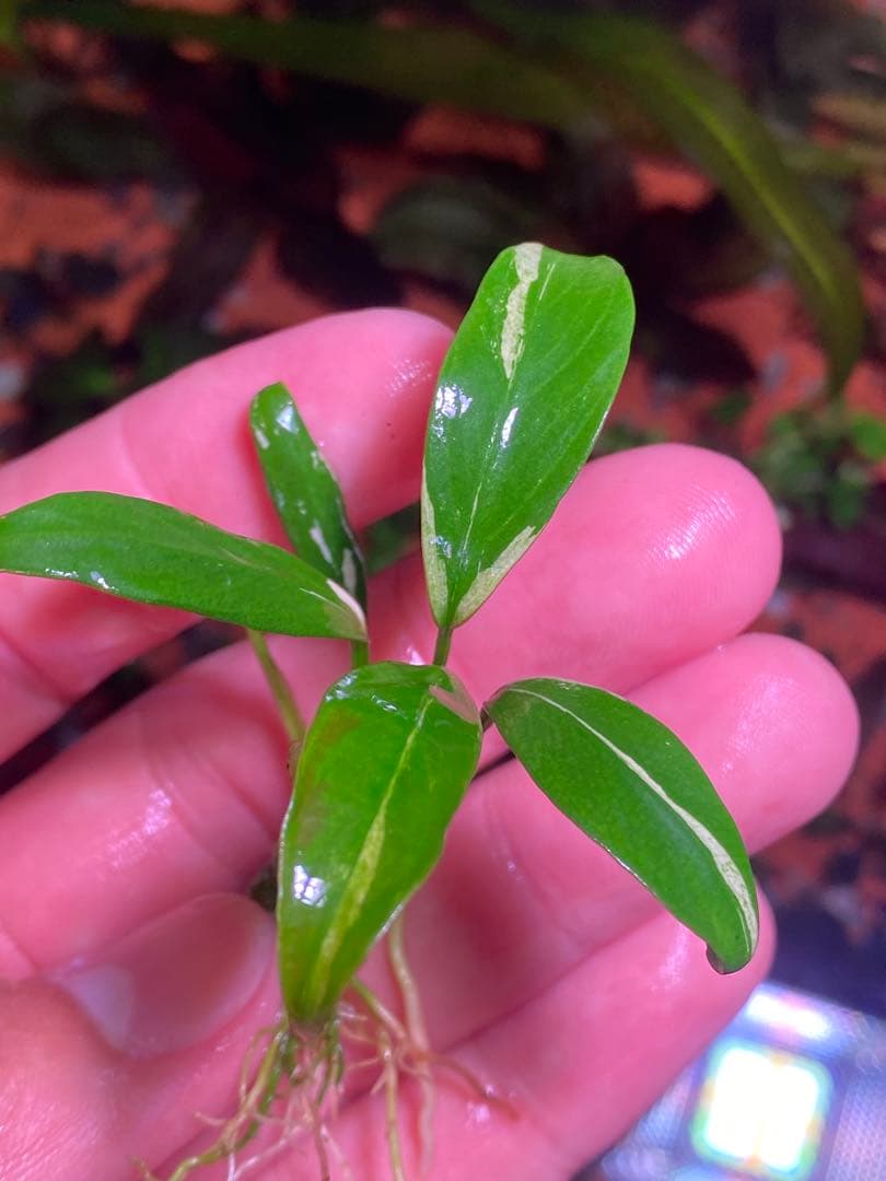 陰性水草の王様的存在 ブセファランドラMurung raya LA0515-04