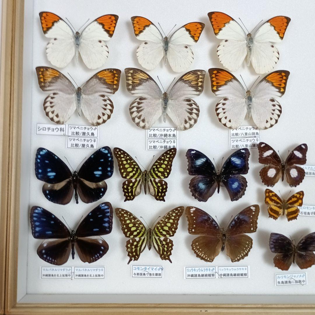 南西諸島の蝶の標本【亜種】【諸島変異】【発生履歴ある迷蝶】