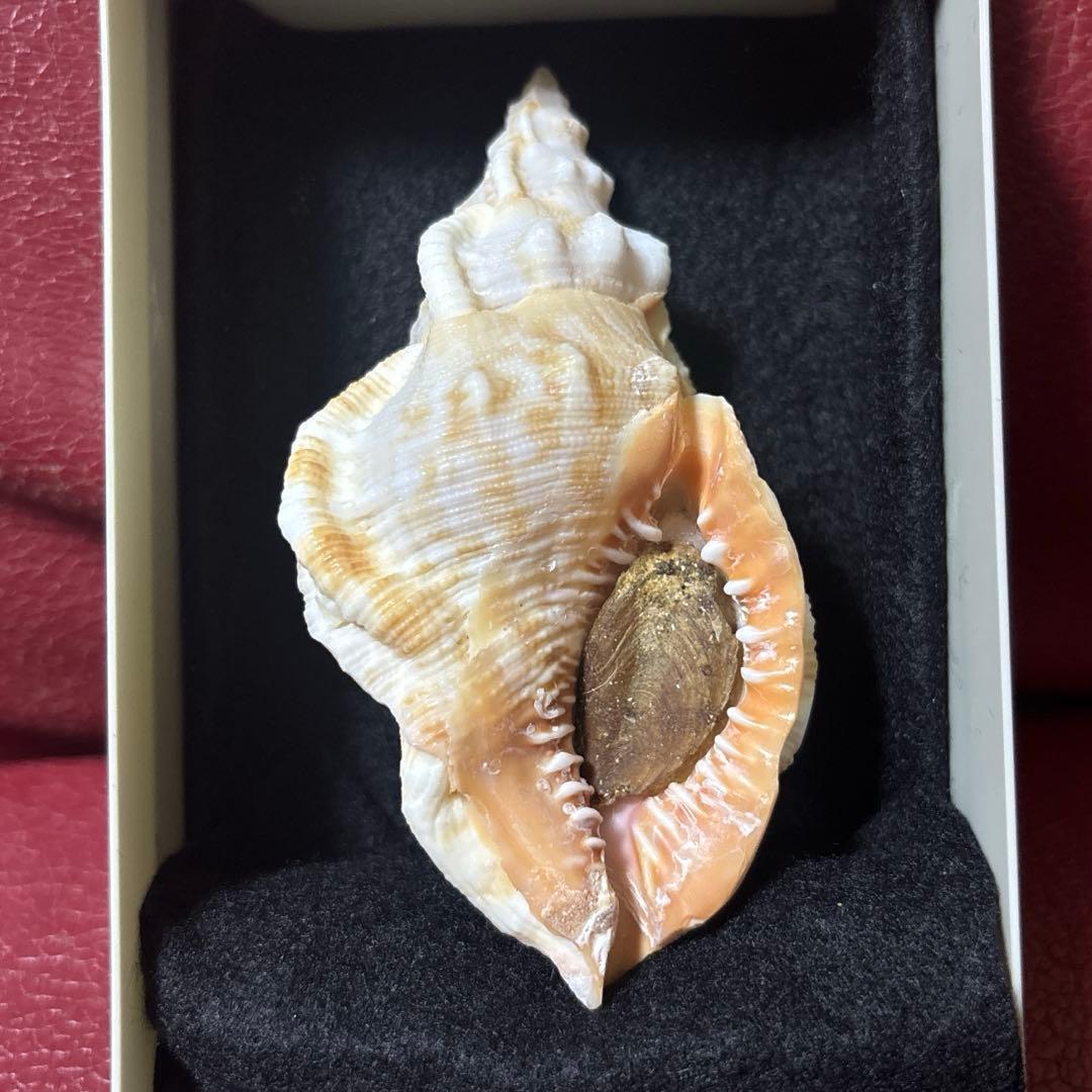 超希少)アツクチナルトボラ ソマリア共和国産 貝殻