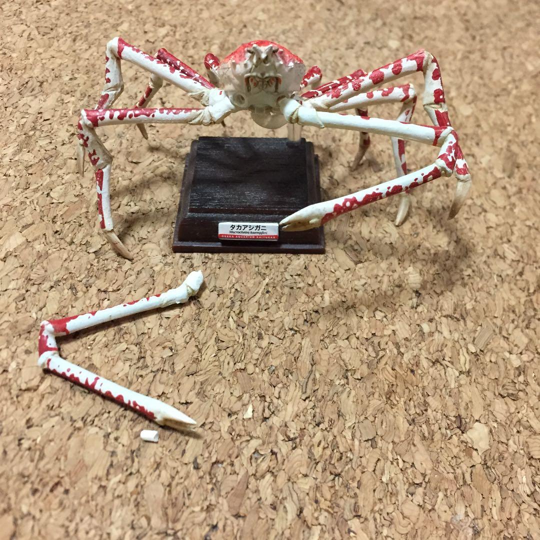 ネイチャーテクニカラー 海遊館 タカアシガニ 海遊館ミュージアム