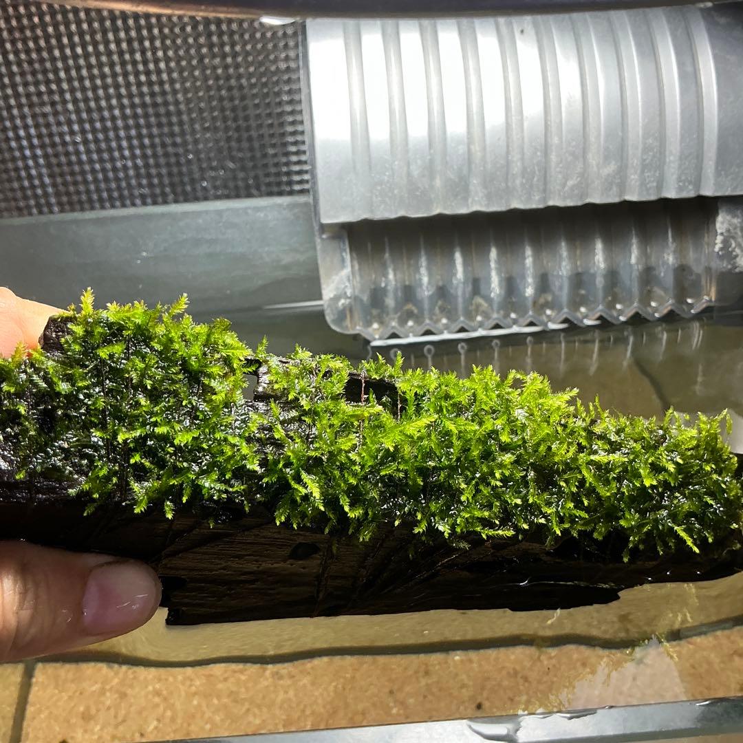 第四種郵便】良型！ジャワモス活着ブセ2種付流木とG南米プチ