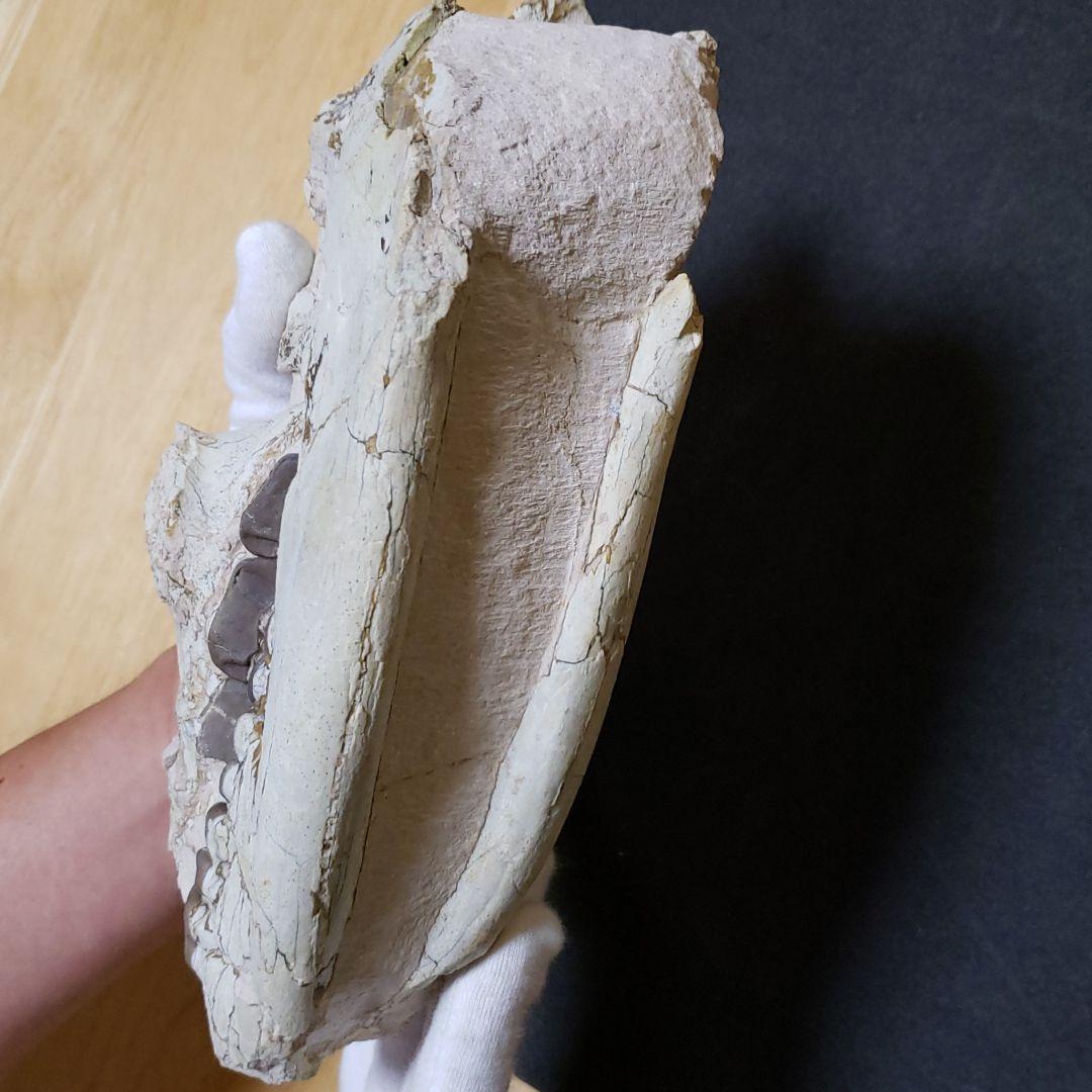 ヒラコドンの化石 部分化石