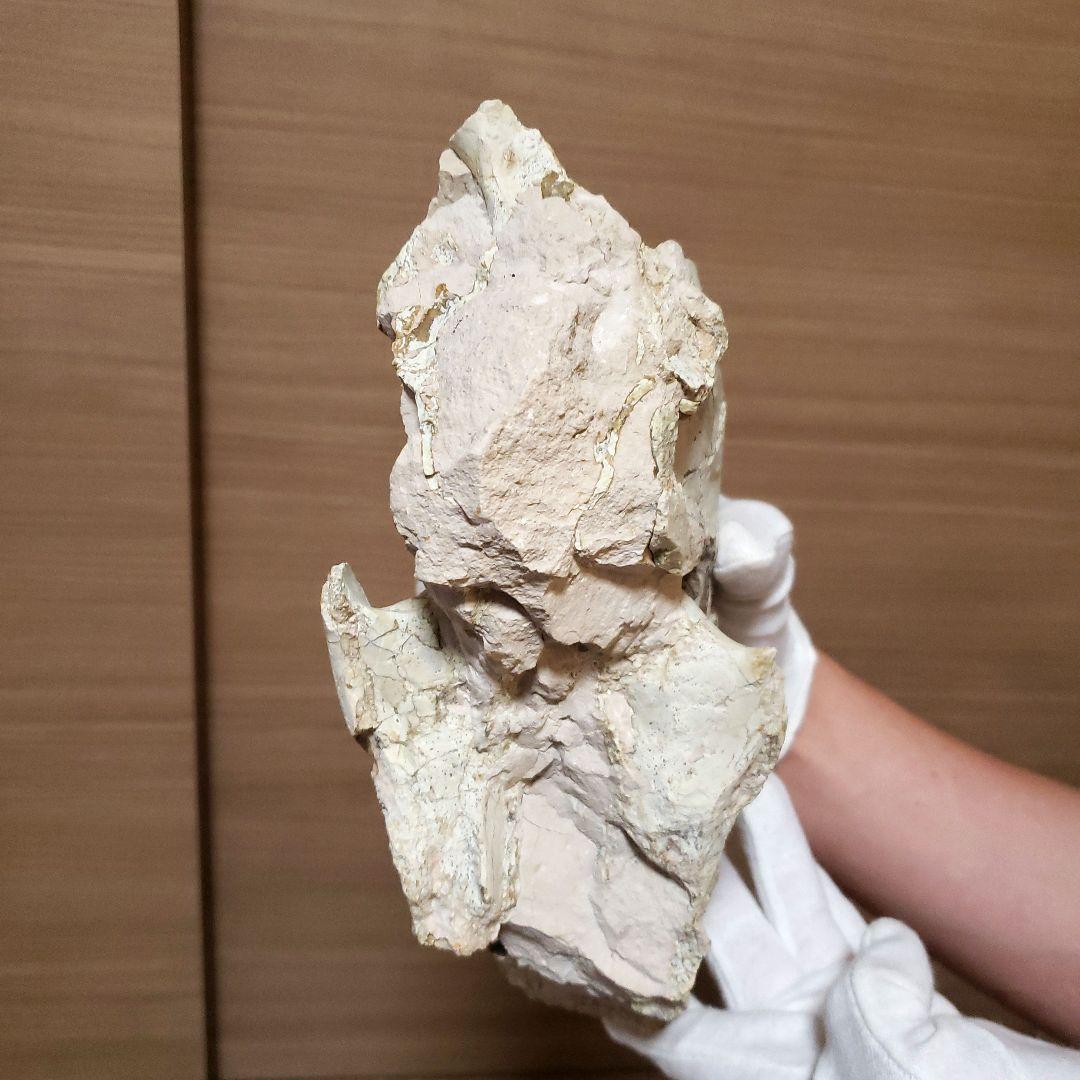 ヒラコドンの化石部分化石