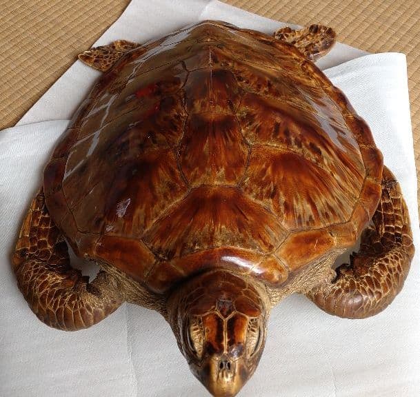 アオウミガメ 剥製 国際希少野生動植物種登録票有り