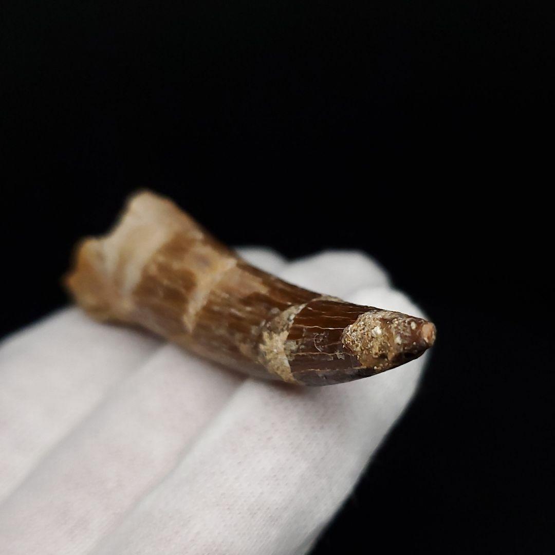 プレシオサウルス 化石 歯 モロッコ産 62.08mm ケース付き pr146