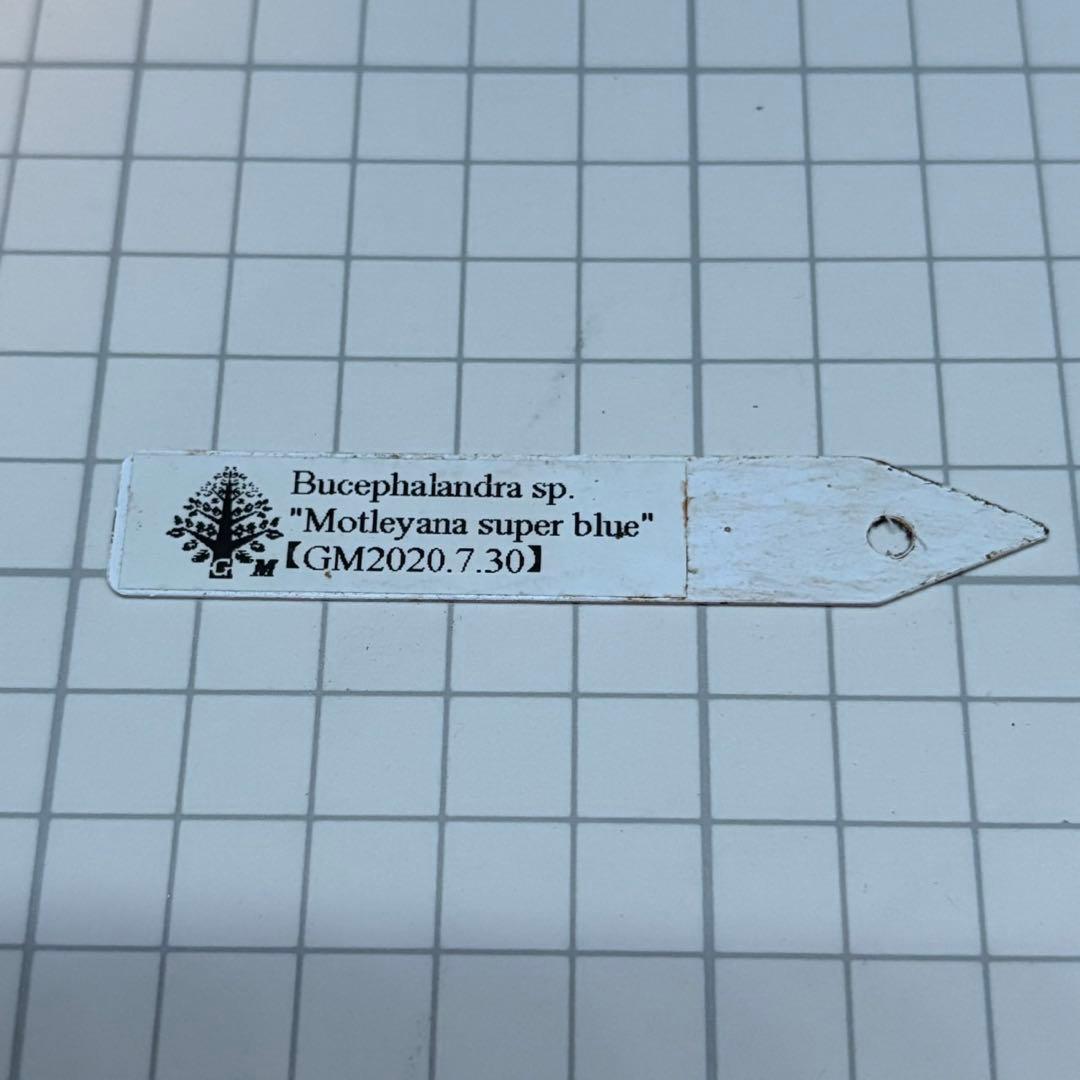 タ*ン様 ブセファランドラ sp.モトレイアーナ スーパーブルー ①