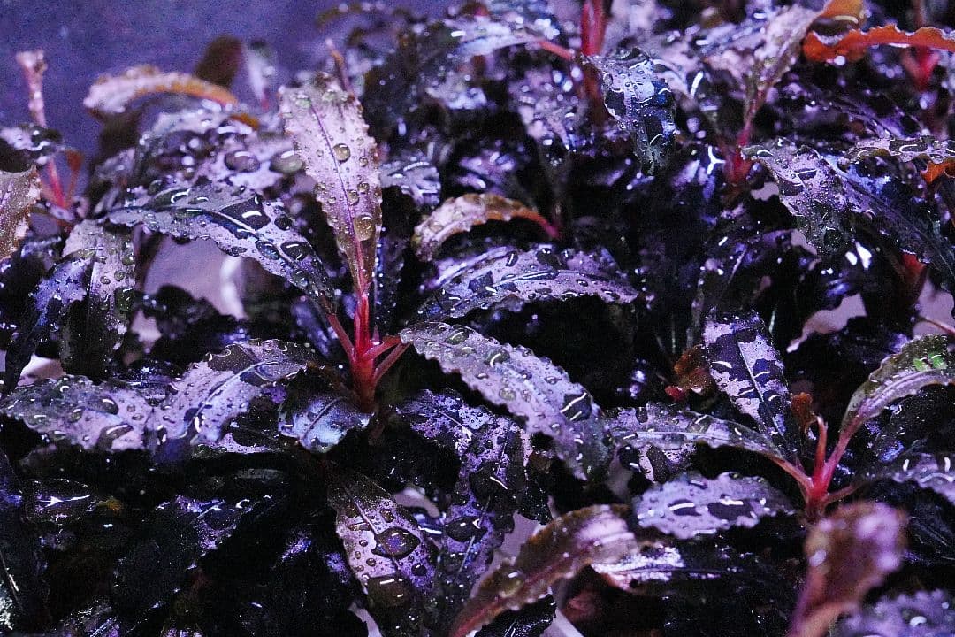 クダガン 1株 ブセファランドラ 水上葉 組織培養 水草セット - メルカリ