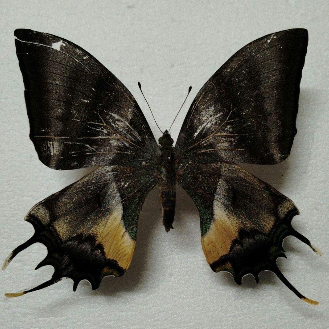 外国産蝶標本】ファルキドンミイロタテハ♂/ブラジル産/64mm