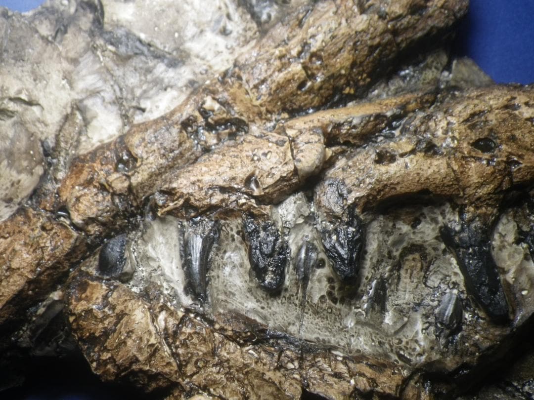 国産化石 貴重レプリカ 251112－1 楽天市場】化石 レプリカの通販