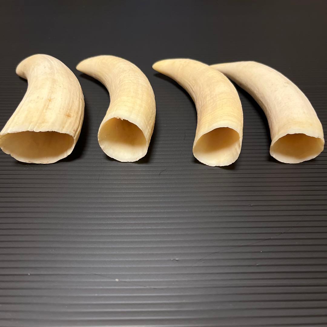くじらの歯 マッコウクジラの歯 クジラの歯 （鯨歯 くじらの歯 マッコウ