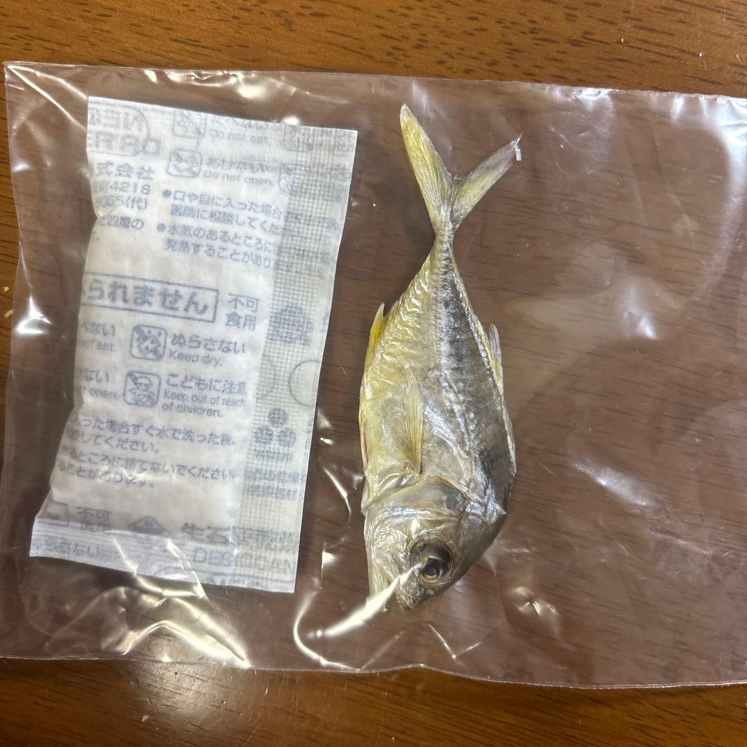 ロウニンアジ GT ジャイアントトレバリー 魚 標本 ネイチャーテクニカラー