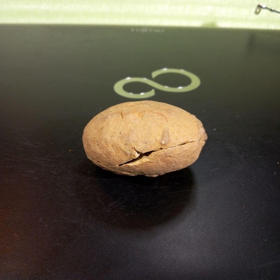 三葉虫　化石　fossil　ボリビア産　trilobite　ノジュール管理⑥ 三葉虫 化石 fossil ボリビア産 トライロバイト 三葉虫