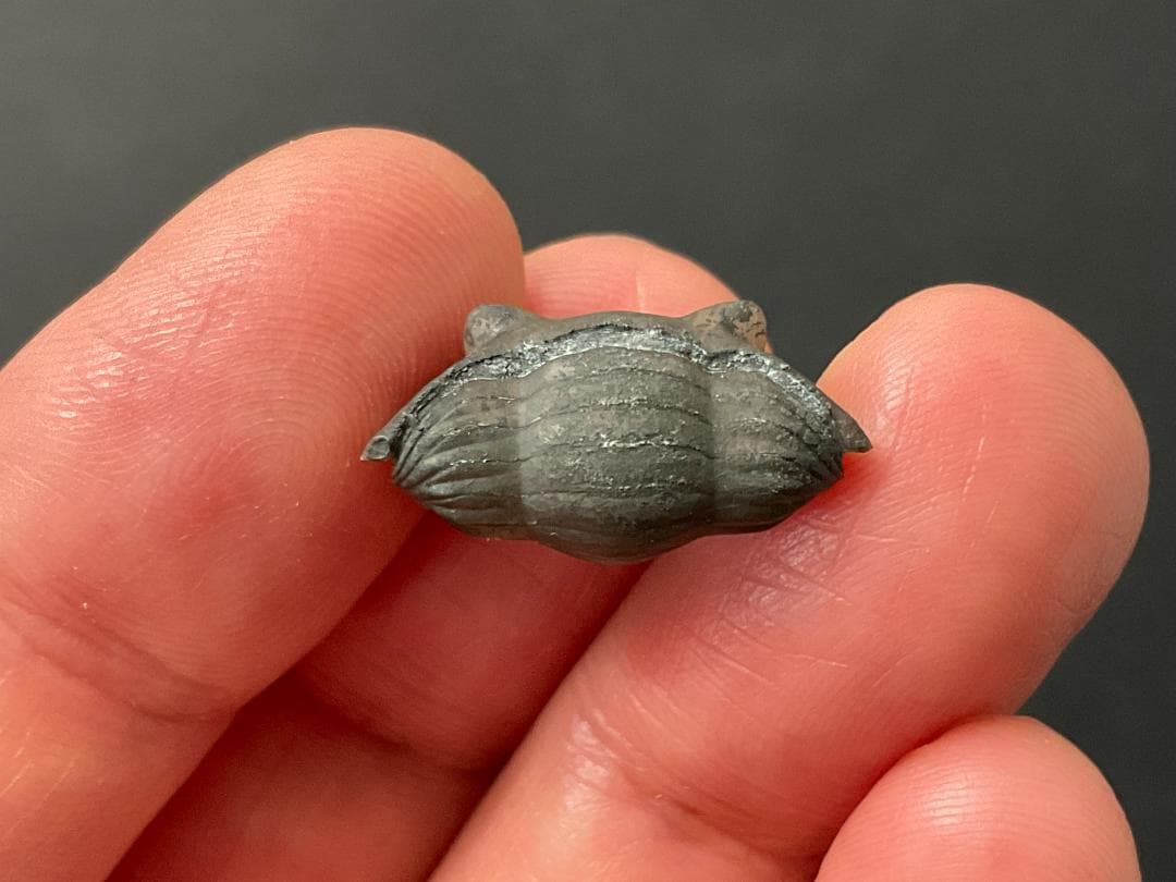 三葉虫 [TB70] イソテルス 防御態勢