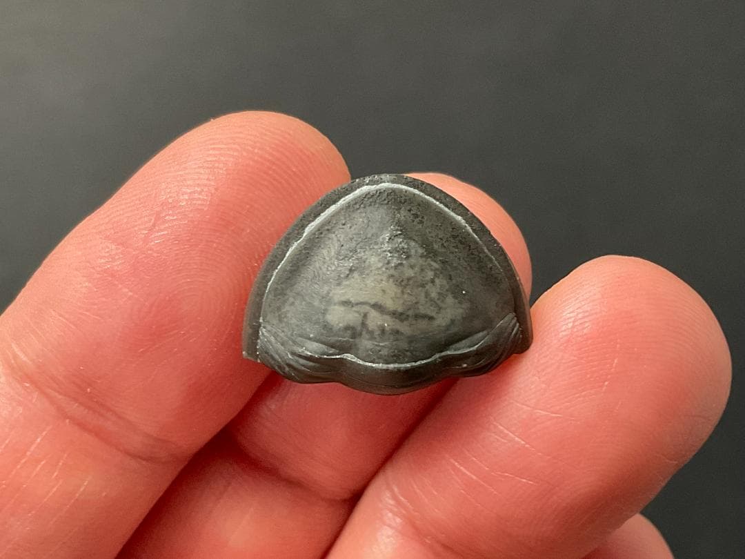 三葉虫 [TB70] イソテルス 防御態勢