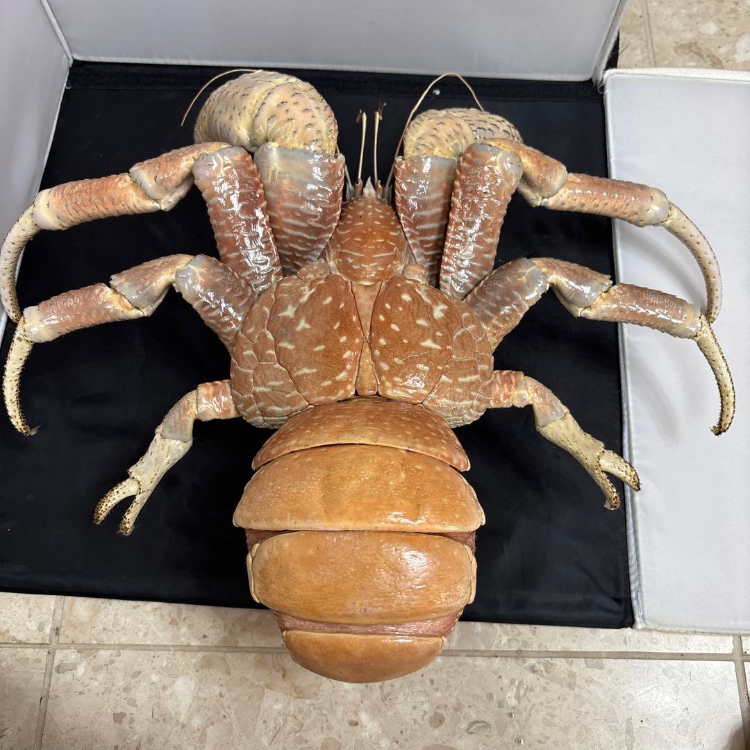 u*d様 現地土産品 ヤシガニ 剥製 標本 約50センチ - メルカリ