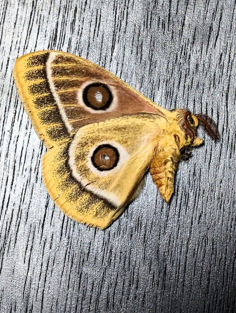 外国産蝶標本】イナズマチョウ/四川省.米易産/69mm