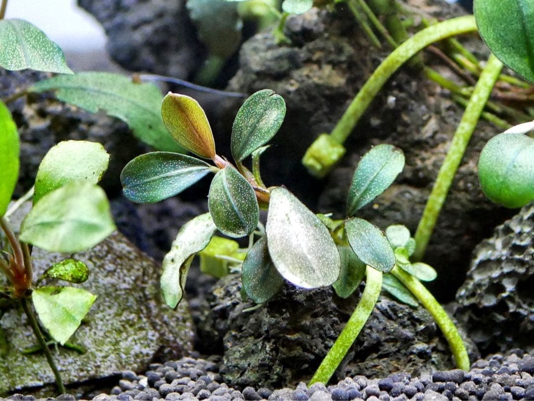 ブセファランドラ『16種16株』【完全水中葉【レア種入