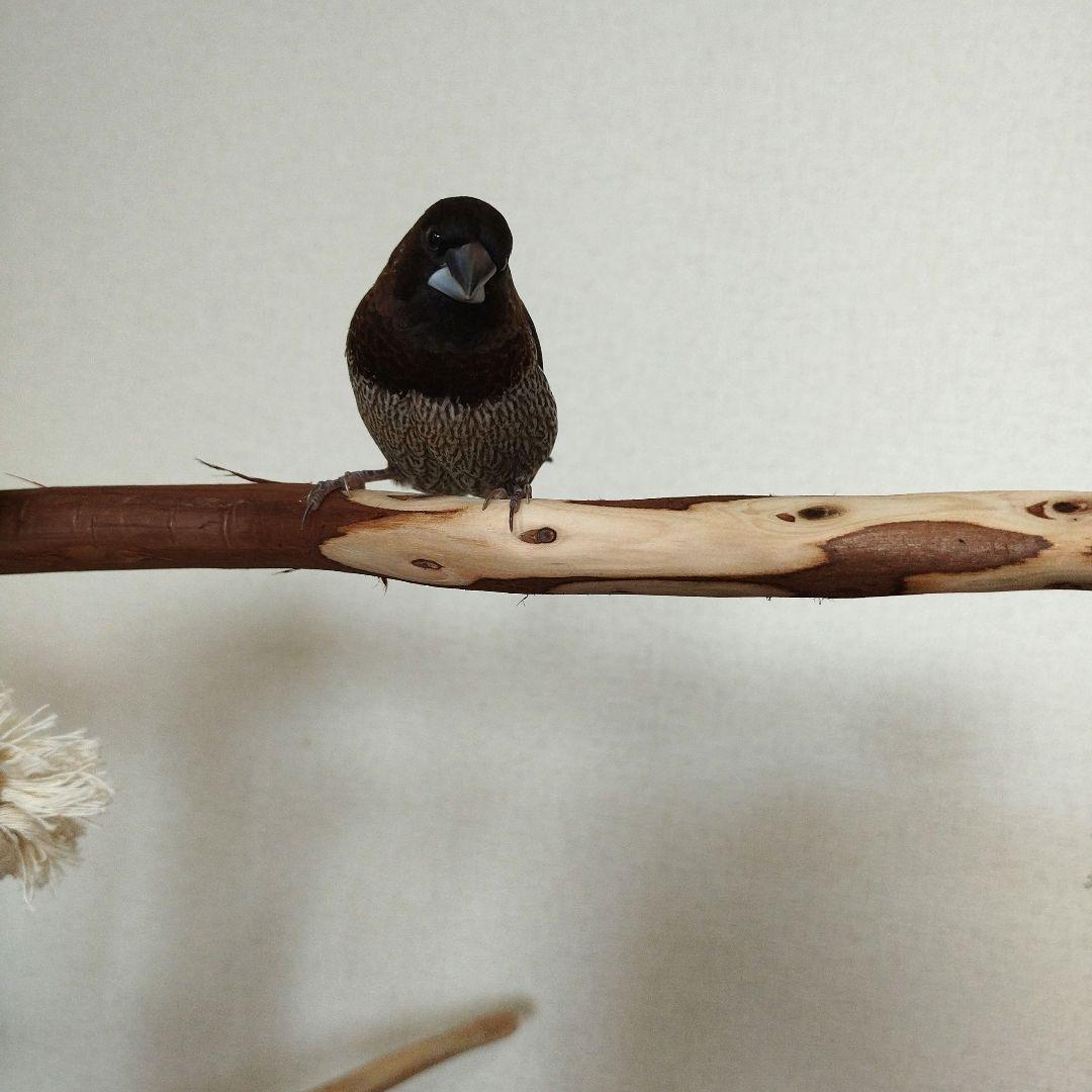 中型鳥さん用】螺旋状♬バードアスレチック