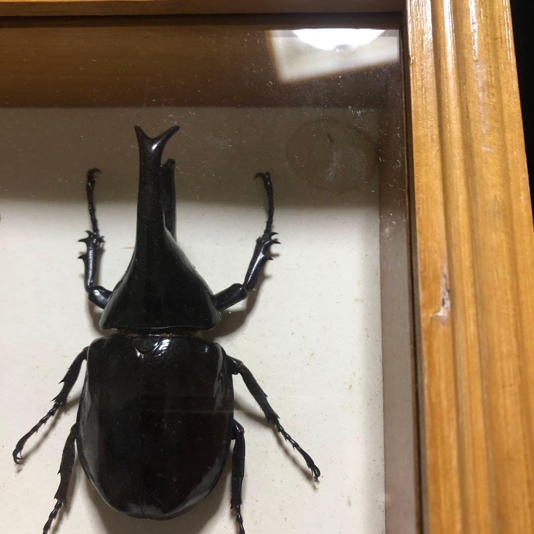 ❗️トリトリグモ タイワンアブラゼミ 他 昆虫 標本セット✨ 昆虫用品