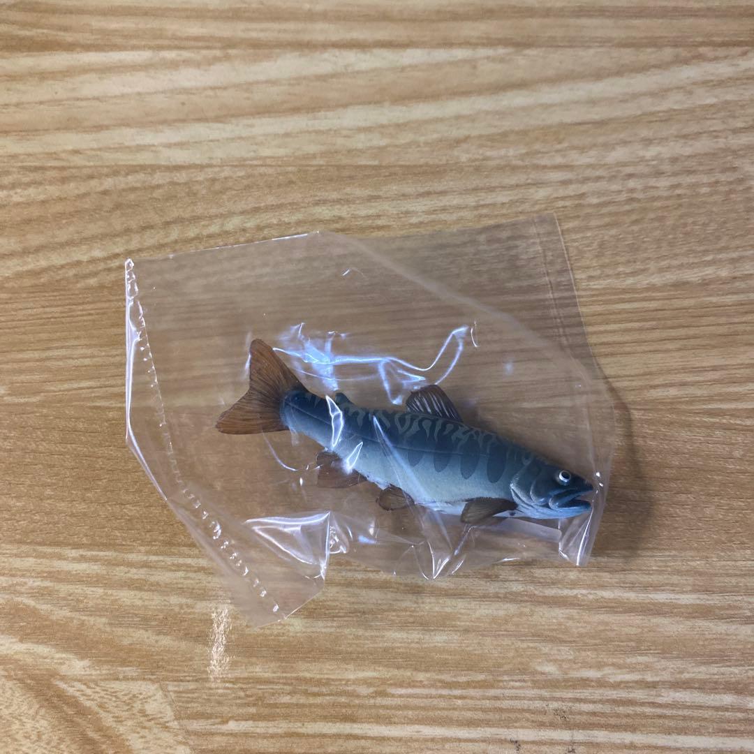 未使用】YUJIN 原色 淡水魚図鑑Ⅰ 改訂版 ヤマメ × アメマス - メルカリ