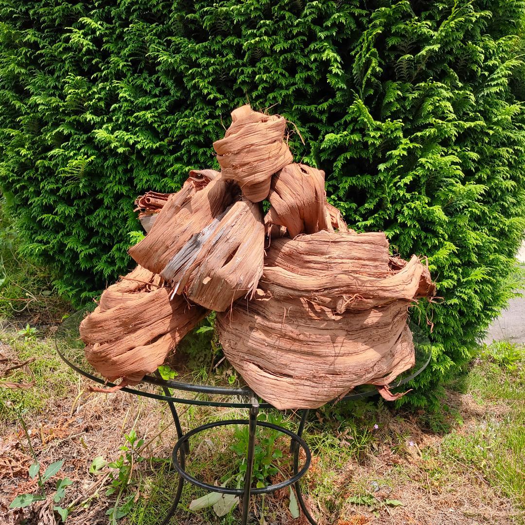 青森岩木山産 山葡萄 皮 樹皮 約3kg B品