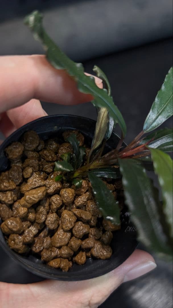 実生ブセ】Bucephalandra cv.\AL-Hyb.007\ cv Hyb