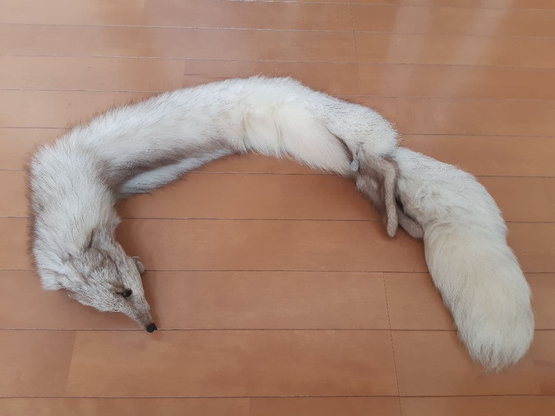 狐の襟巻き・フォックスファー(青狐・ブルーフォックス)