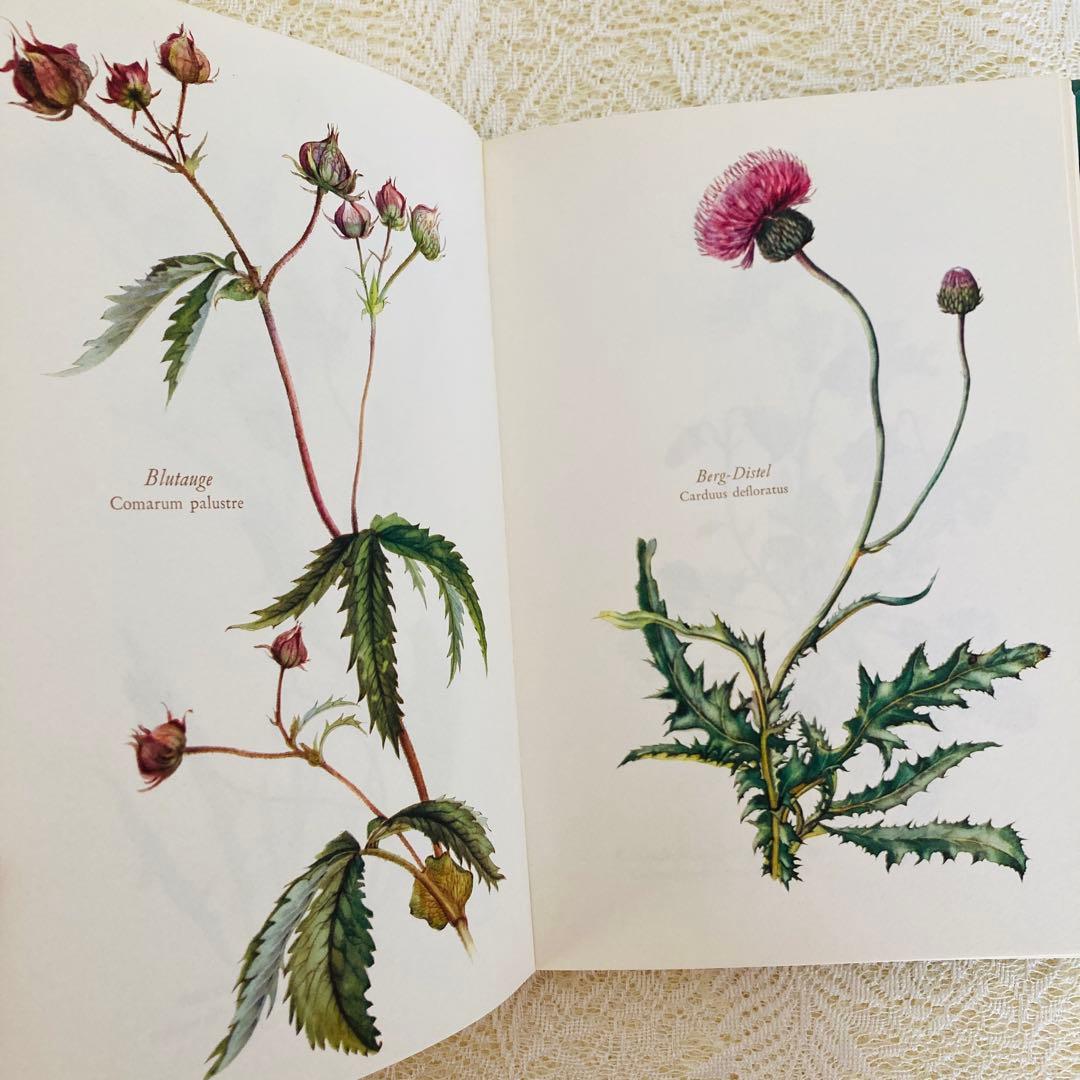 洋書古書 希少 ヴィンテージ植物図鑑 繊細で美しい植物画304点 画集