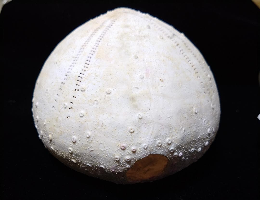 ウニ 標本 貝殻 超特大140㎜ 珍種 バサラブンブク - メルカリ